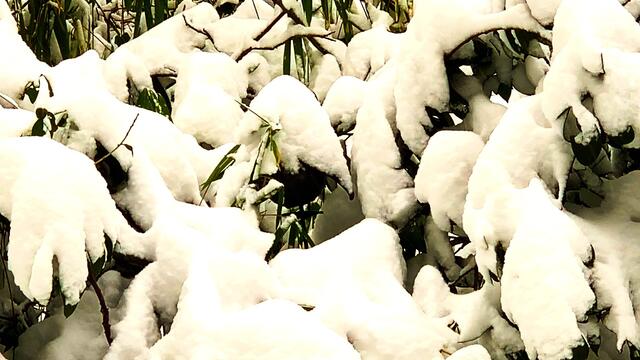 7. Februar 2021. Es schneit! Bleibt gesund!