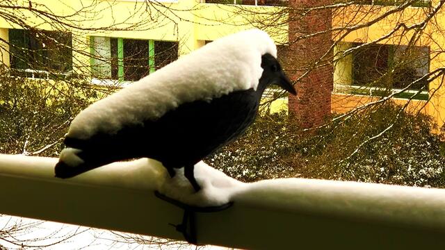 8. Februar 2021. Es schneit weiter! Bleibt gesund!