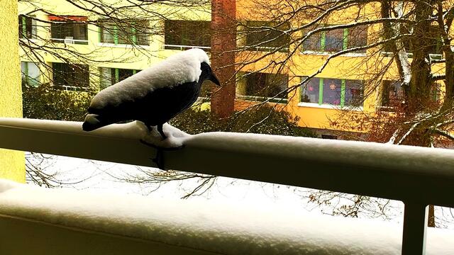 8. Februar 2021. Es schneit weiter! Bleibt gesund!