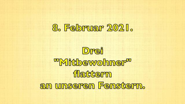 8. Februar 2021. Es schneit weiter! Bleibt gesund!