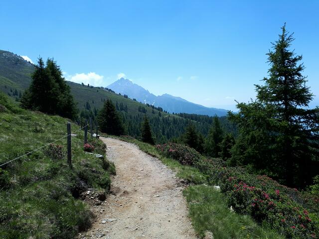 Wanderweg auf dem Hirzer - zur Zeit der Alpenrosenblüte - - mit Blick auf den Ifinger