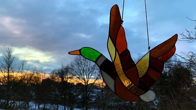 10. Februar 2021. Guten Abend! Unsere Mitbewohner fliegen in den Abendhimmel! Bleibt gesund!.