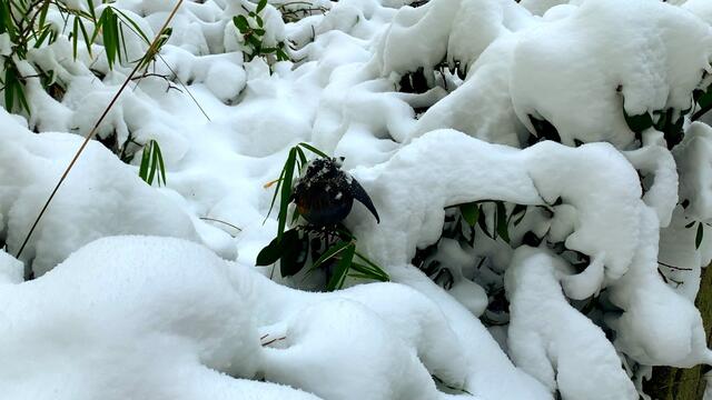 10. Februar 2021. Wir haben unseren O S C A R etwas von den Schneemassen "befreit"! Bleibt gesund!