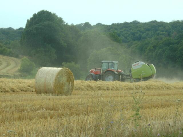 TROCKEN UND STAUBIG, NACH DER GETREIDEERNTE.