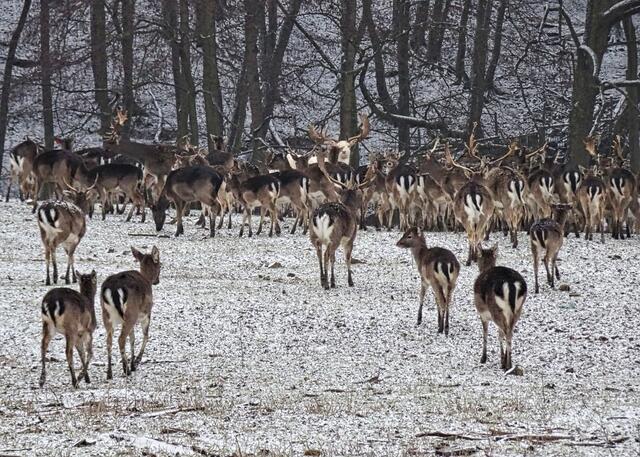 im Wildpark Nordmann