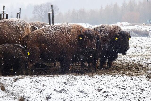 an der Futterstelle drängeln sich de Bisons