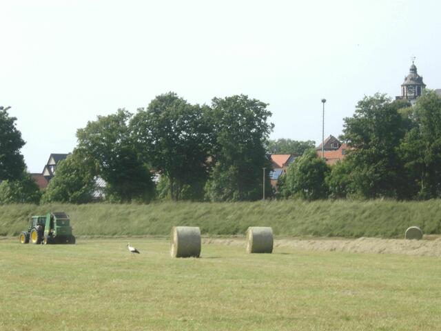 Ein Storch bei der Heuernte