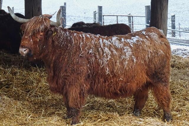 sind es amerikanischer Bison oder europäischer Wisent ?