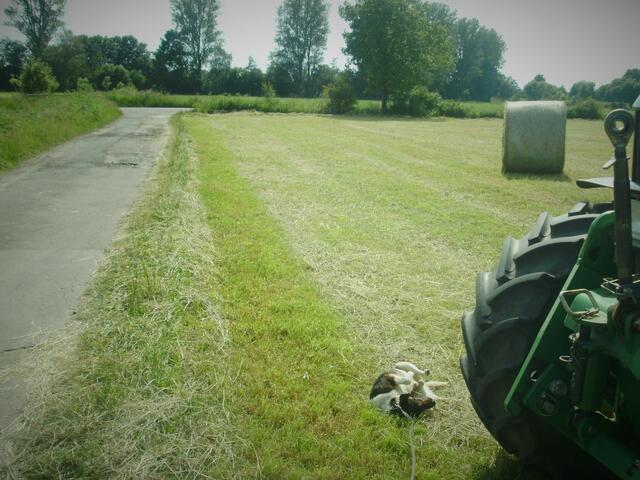 Terrier Nichy welzt sich im Gras.