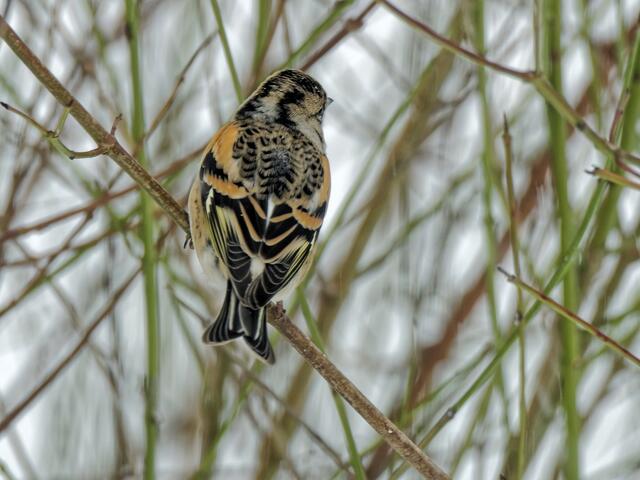 Doch nun muss er warten, denn am vollen Futterhaus sitzen zuviele andere Kameraden!