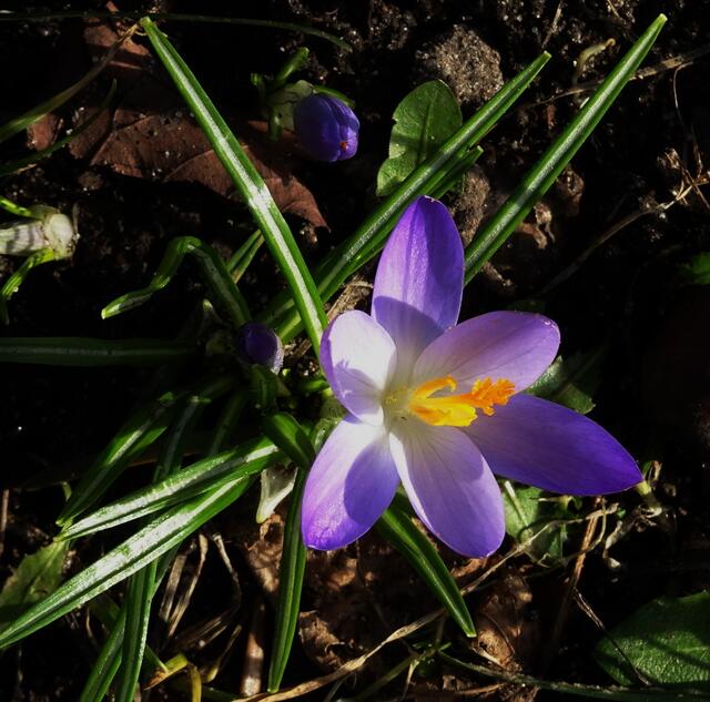 Der Frühling naht