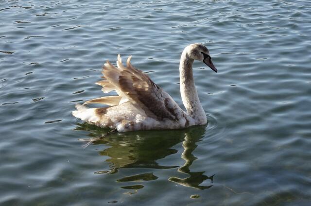 Jungschwan