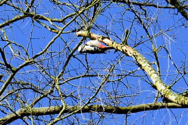 Buntspecht, Dendrocopos major