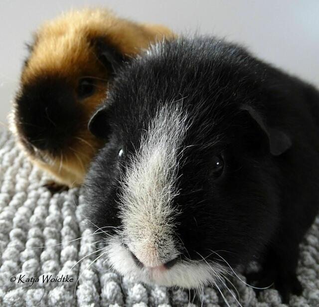 Pelle und Pepe (vorne) sind US-Teddy Meerschweinchen (Foto: Katja Woidtke) | Foto: Katja Woidtke