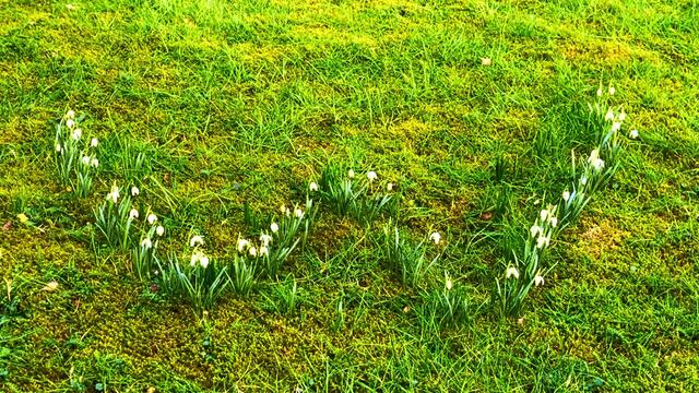 21. Februar 2021. Ein wunderschönes "W" aus Schneeglöckchen auf dem Rasen! Bleibt gesund!
