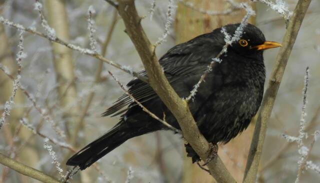 Amsel