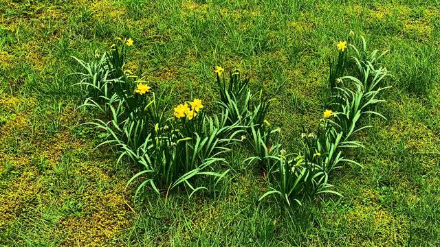 20.02.2020. Narzissen mal anders!  Entdeckt in unserem Park!
Das große "W"!  Ich finde das eine Super Idee!