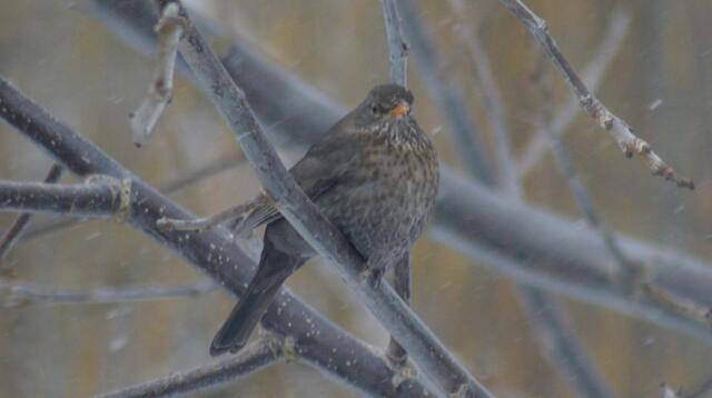Amsel (Weibchen) keine Singdrossel