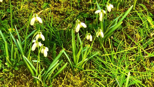 21. Februar 2021. Ein wunderschönes "W" aus Schneeglöckchen auf dem Rasen! Bleibt gesund!