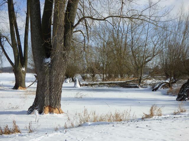 Mühlenbach 11.Feb21