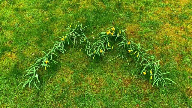 20.02.2020. Narzissen mal anders!  Entdeckt in unserem Park!
Das große "W"!  Ich finde das eine Super Idee!