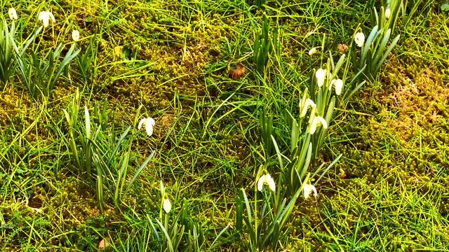 21. Februar 2021. Ein wunderschönes "W" aus Schneeglöckchen auf dem Rasen! Bleibt gesund!