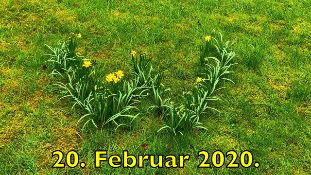 20.02.2020. Narzissen mal anders!  Entdeckt in unserem Park!
Das große "W"!  Ich finde das eine Super Idee!