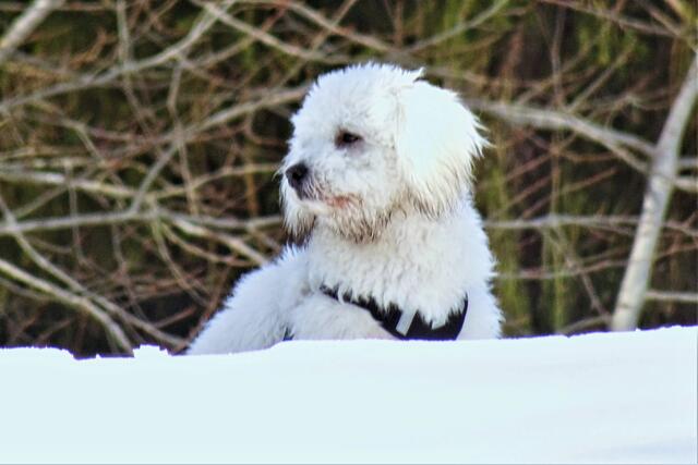 auf der höher gelegenen Dammkrone stellt sich dieser schöne Hund der tiefer gelegenen Kamera, dadurch sind  die Beine des Hundes nicht sichtbar