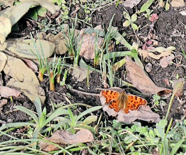 Nymphalis polychloros, Großer Fuchs?