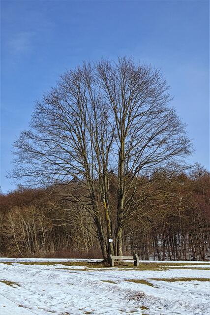 an der Friedrichsbrunner Runde (Loipe)