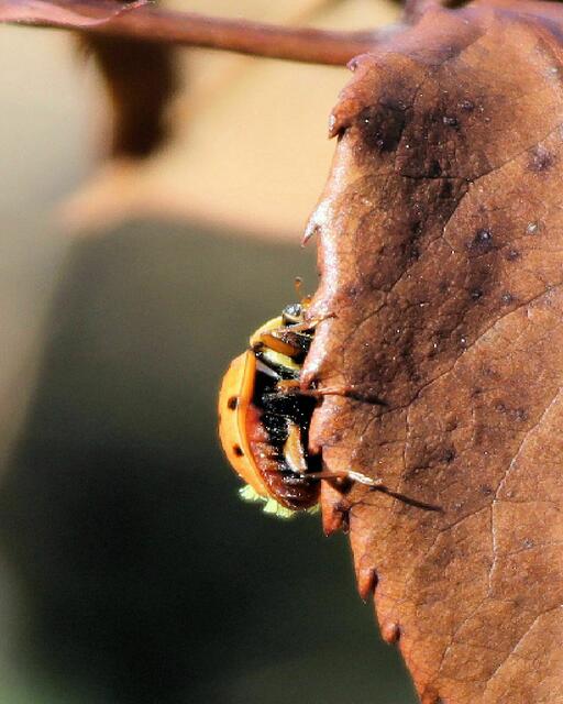 Marienkäfer, Coccinellidae