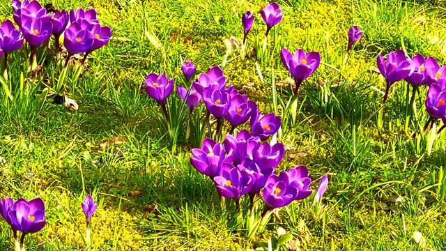 25. Februar 2021. Musikanten in unserem Park. Bleibt gesund!