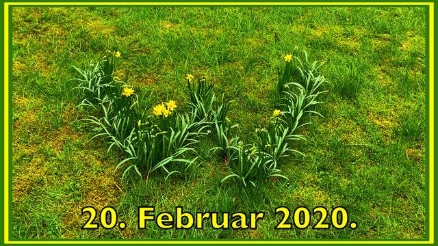 20.02.2020. Narzissen mal anders!  Entdeckt in unserem Park!
Das große "W"!  Ich finde das eine Super Idee!