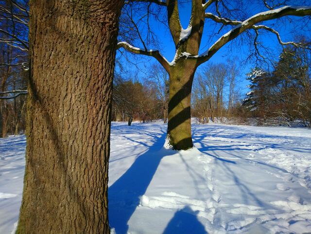 Schöner Schattenwurf: Baum mit Diagonalstreifen