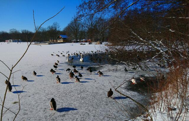Die Wasservögel versammeln sich an den wenigen offenen Wasserstellen des Silbersees.