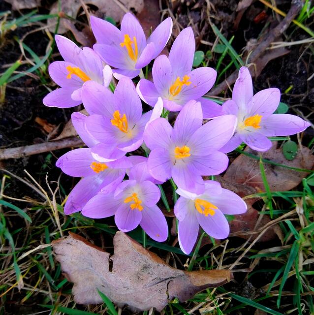 Krokusse in Langenhagen