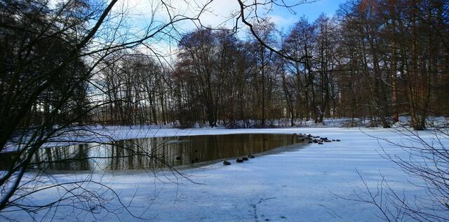 An einem anderen Tag im Stadtpark Langenhagen: Wasservögel auf dem Teich