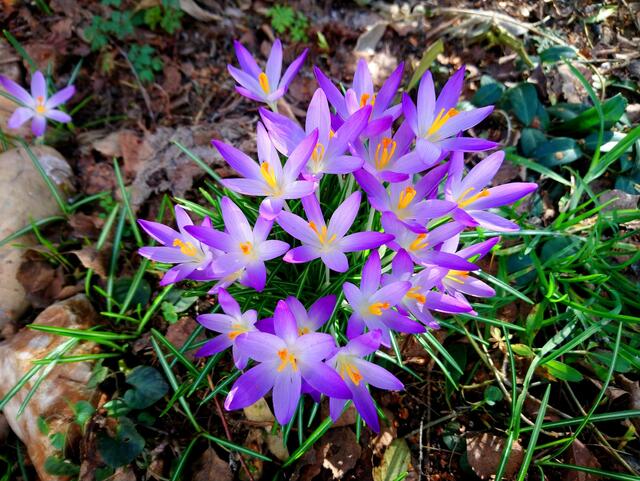 Ein herrlicher Frühlingsgruß