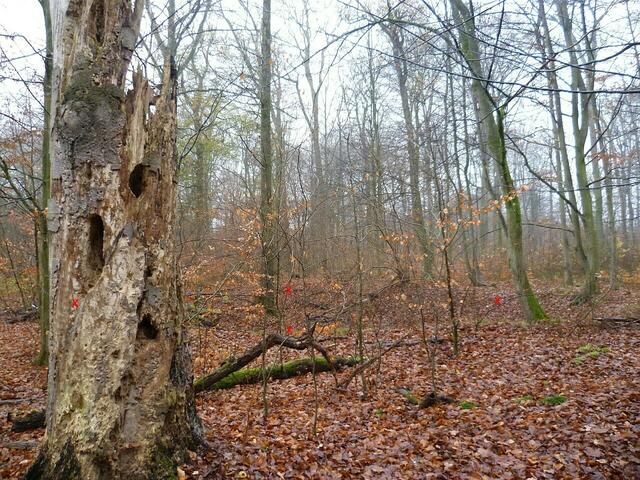 Der gleiche Baum, mit der abgewandten Seite.  -  X-Markierungen deuten den Kraterrand an.
