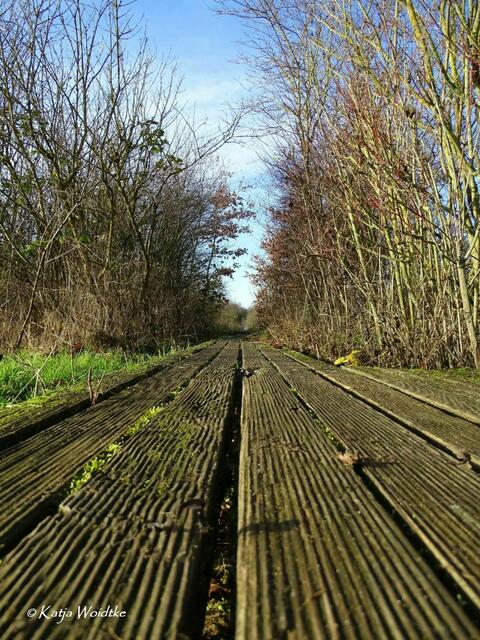 Morscher Holzsteg im Heckenbereich des Wietzeparks Langenhagen (Foto: Archiv Katja Woidtke 2020) | Foto: Katja Woidtke