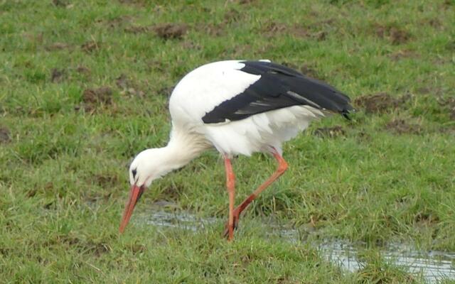Am 25.02.2021 an der Lippe beim Haus Vogelsang (Datteln-)