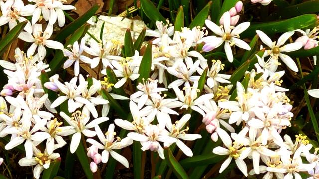 4. März 2021. Mischtschenko-Blaustern. Bleibt gesund! Deutsches Hörzentrum Hannover, Karl-Wiechert-Allee, Hannover.