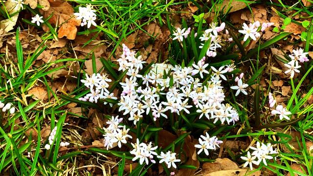 4. März 2021. Mischtschenko-Blaustern. Bleibt gesund! Deutsches Hörzentrum Hannover, Karl-Wiechert-Allee, Hannover.