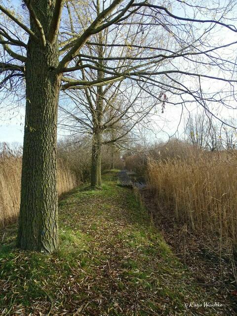Holzsteg am Gewässer im vorderen Bereich des Wietzeparks Langenhagen (Foto: Archiv Katja Woidtke 2020) | Foto: Katja Woidtke