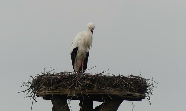 Am 25.02.2021 an der Lippe beim Haus Vogelsang (Datteln-)