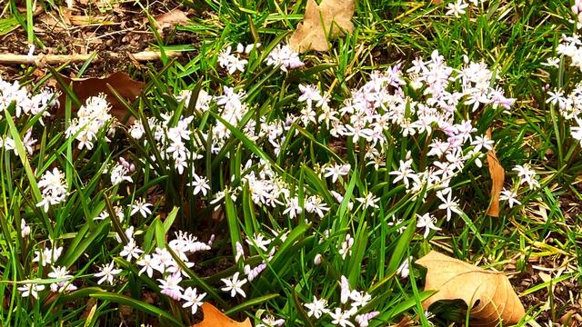 4. März 2021. Mischtschenko-Blaustern. Bleibt gesund! Deutsches Hörzentrum Hannover, Karl-Wiechert-Allee, Hannover.