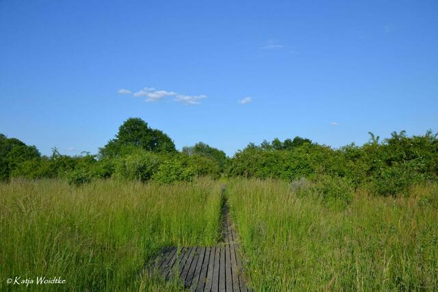 Holzsteg im Heckenbereich des Wietzeparks Langenhagen (Foto: Archiv Katja Woidtke 2013) | Foto: Katja Woidtke
