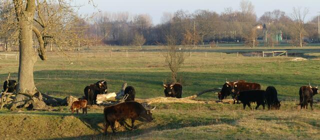 An der Stever bei Kükelsum am Sonntag, 28.02.2021