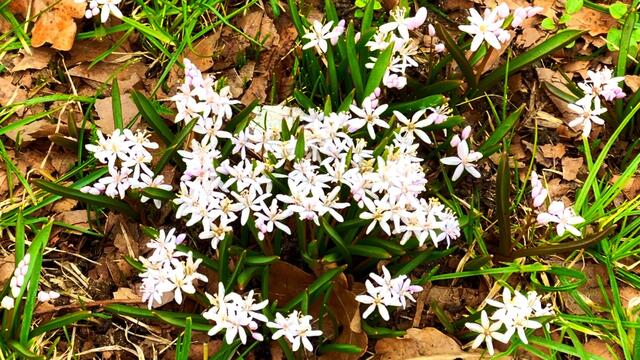 4. März 2021. Mischtschenko-Blaustern. Bleibt gesund! Deutsches Hörzentrum Hannover, Karl-Wiechert-Allee, Hannover.