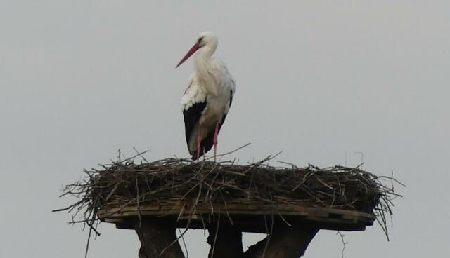 Am 25.02.2021 an der Lippe beim Haus Vogelsang (Datteln-)